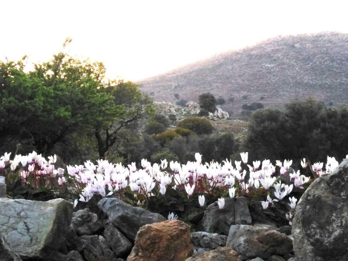 Tilos Island House Megalon Chorion (Tilos) Exterior foto
